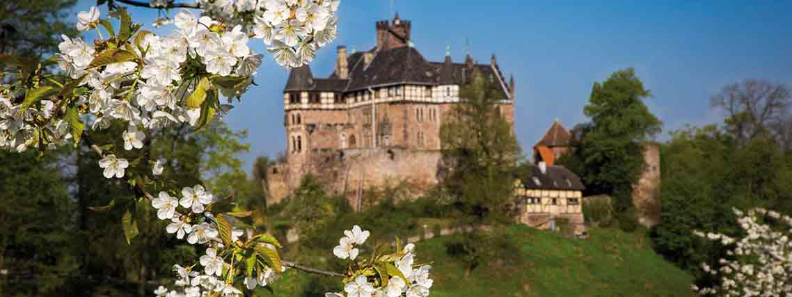 Kirschblüten am Schloss Berlepsch (Foto: Schloss Berlepsch / Thimon von Berlepsch)