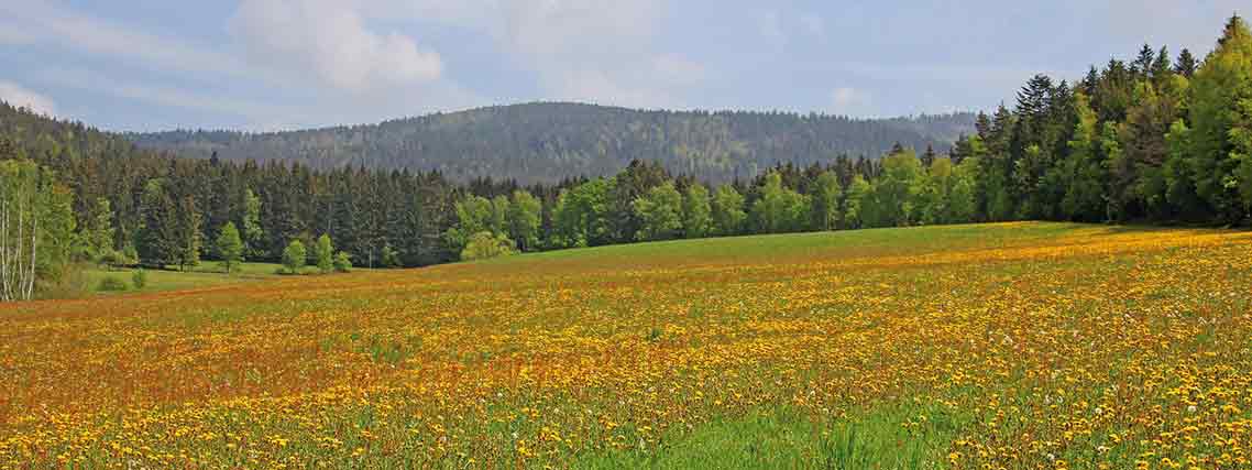 Blumenwiese in der Oberpfalz (Foto: pixabay.com / Georg Schober)