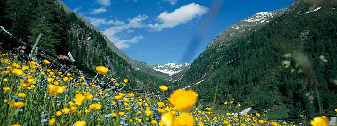 Blumenwiese im Villgratental, das bei Sillian vom Hochpustertal abzweigt (Foto: Tirol Werbung)
