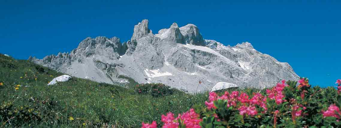 Alpenrosen vor den 3 Türmen im Montafon (Foto: Archiv Montafon Tourismus Andreas Künk)