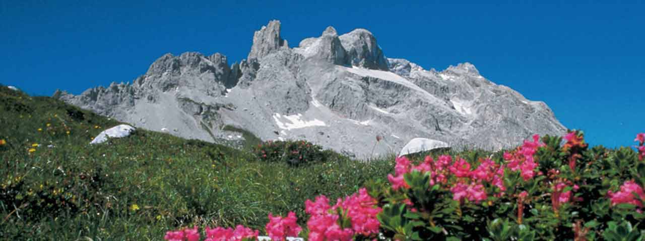 Alpenrosen vor den 3 Türmen im Montafon (Foto: Archiv Montafon Tourismus, Andreas Künk)